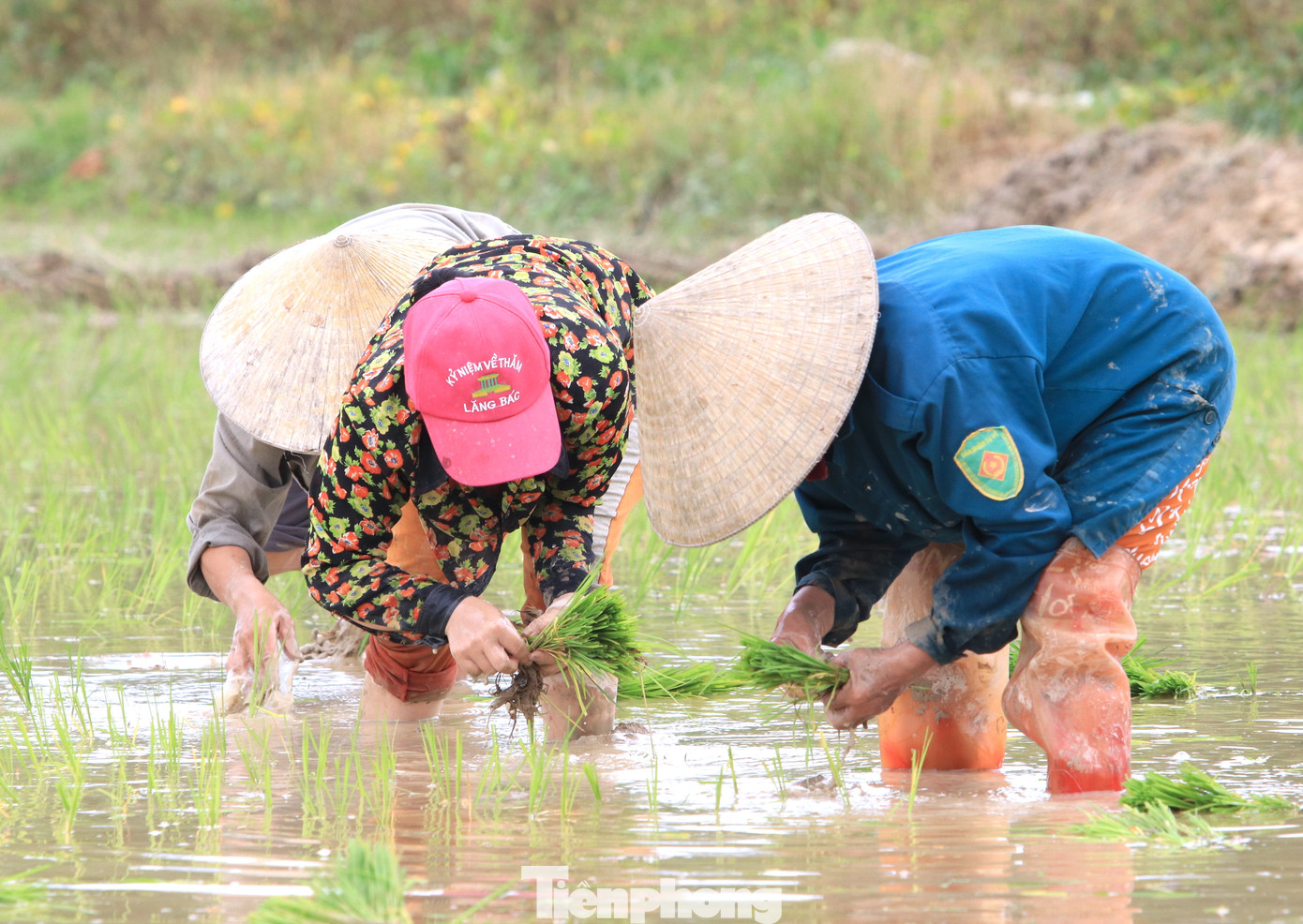 Hơn 10 năm đi cấy thuê khắp các cánh đồng trên địa bàn tỉnh Nghệ An, chị Trần Thị Hiền (45 tuổi, trú xã Văn Thành, huyện Yên Thành) cho hay, nghề cấy được trả công khá cao nhưng lại khá mệt nhọc. Đặc biệt là những ngày nắng nóng, lưng phải cúi cả ngày để cấy nên đau lưng, mỏi gối. "Gia đình tôi cấy sớm. Sau khi cấy xong thì cùng mọi người đi cấy thuê. Ai thuê đâu thì làm đó. Nhưng vụ này ngắn, các huyện gieo cấy cùng lúc nên chỉ làm được khoảng vài tuần rồi nghỉ. Nhiều nhà gọi đến cấy lắm nhưng không đến được kịp", chị Hiền chia sẻ.