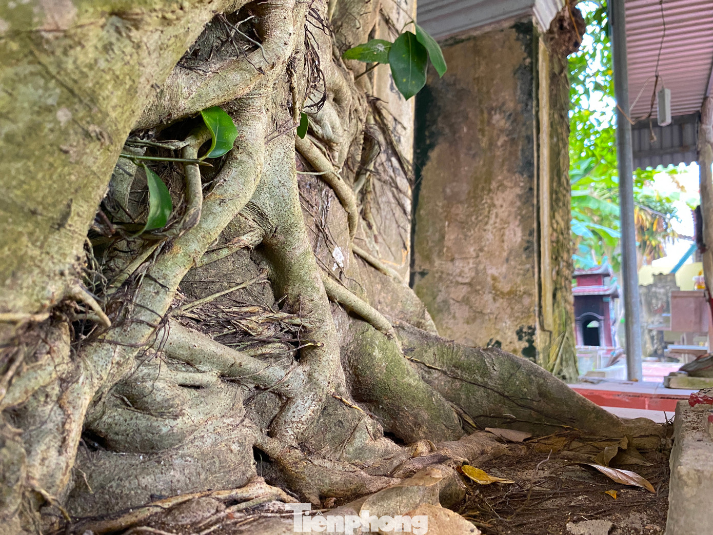 Bên ngoài, rễ cây chằng chịt như vô vàn những con rắn to nhỏ, ngắn dài ôm ấp, bao phủ am thờ.