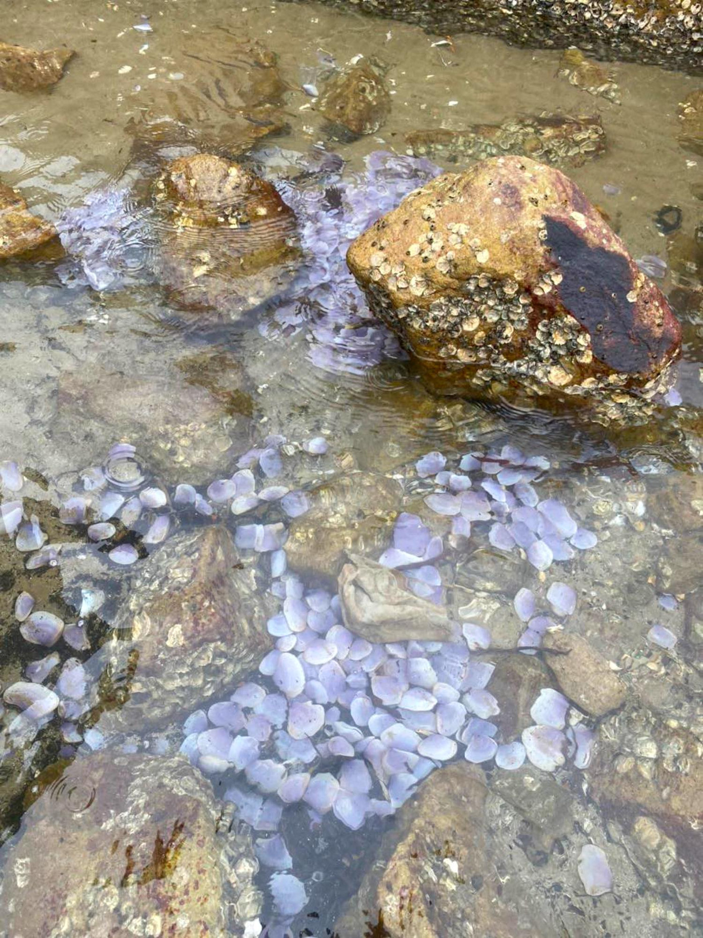 Ngao bị đánh dạt vào bờ biển nhiều ít tùy thời điểm. Có lúc ngao dạt vào bờ rất nhiều. Người dân chỉ cần vốc xuống nước dọc bờ biển cũng được đầy tay.