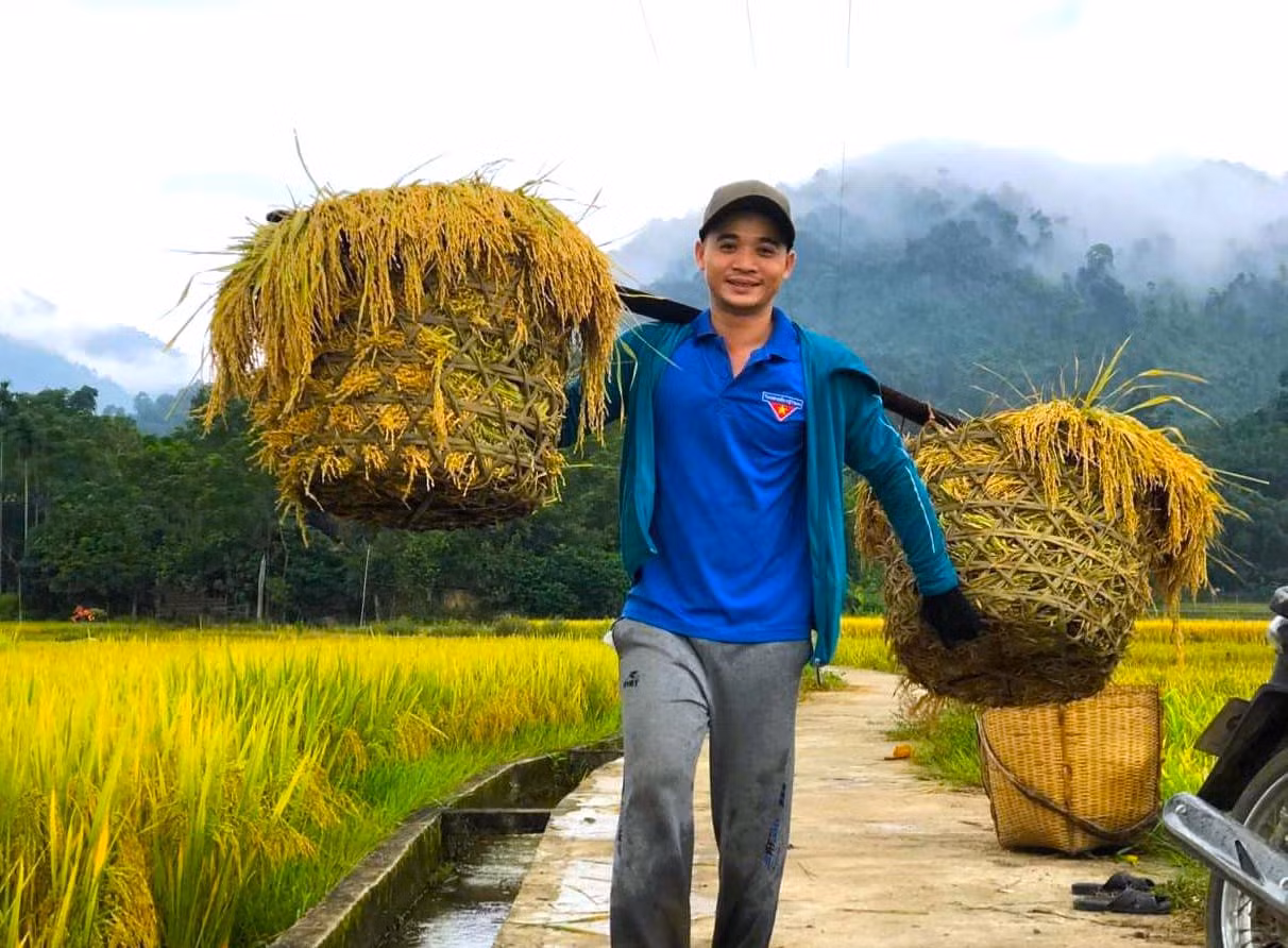 Những gánh lúa sau khi thu hoạch được các đoàn viên gánh về tận nhà giúp người dân.