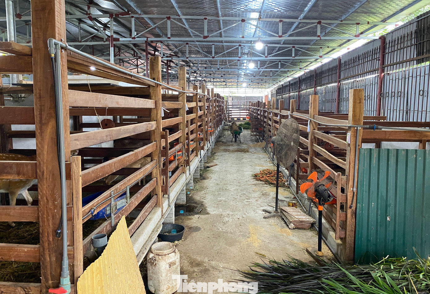 Cũng có trang trại nuôi lớn, ông Nguyễn Văn Bảy (SN 1979, trú tại xã Quỳnh Vinh) cho hay, ngoài hươu đực cho nhung thì nuôi hươu cái sinh sản sẽ mang lại thu nhập lớn khi hươu con giống luôn được các hộ dân và trang trại săn tìm.