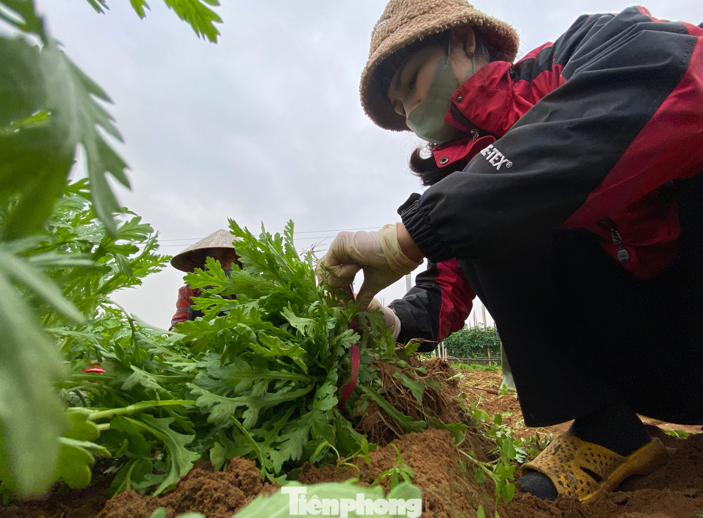 Dịp Tết, ngoài việc huy động các thành viên trong gia đình ra thu hoạch rau bán, bà Trúc phải thuê thêm lao động thời vụ để thu hoạch rau với mức thù lao 25.000 đồng/1 giờ làm.