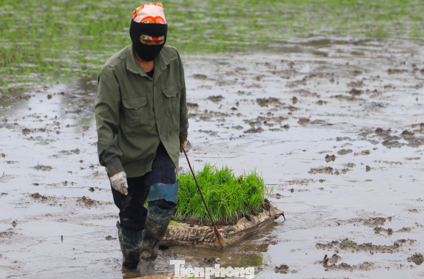 Để thuận tiện, những người thợ sẽ đặt mạ trên tấm xốp rồi dùng dây kéo đến các vị trí trên ruộng để cấy.