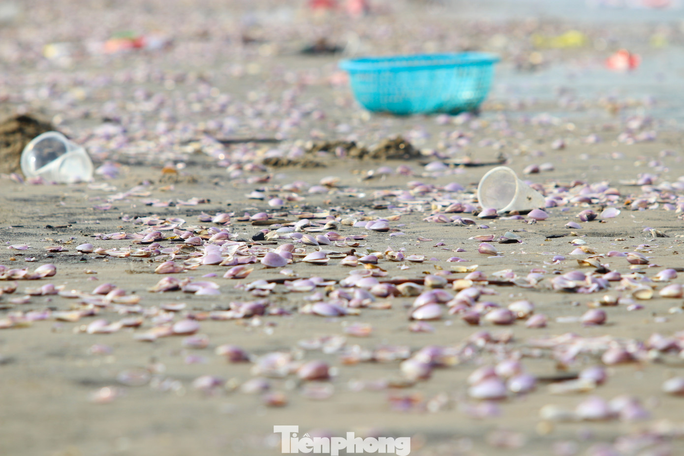 Người dân cho biết, thỉnh thoảng những lúc gió mùa hoặc biển động, ngao bị dạt vào bờ rất nhiều. Mỗi lúc như thế, người dân lại tranh thủ ra bờ biển để vớt về ăn hoặc bán.