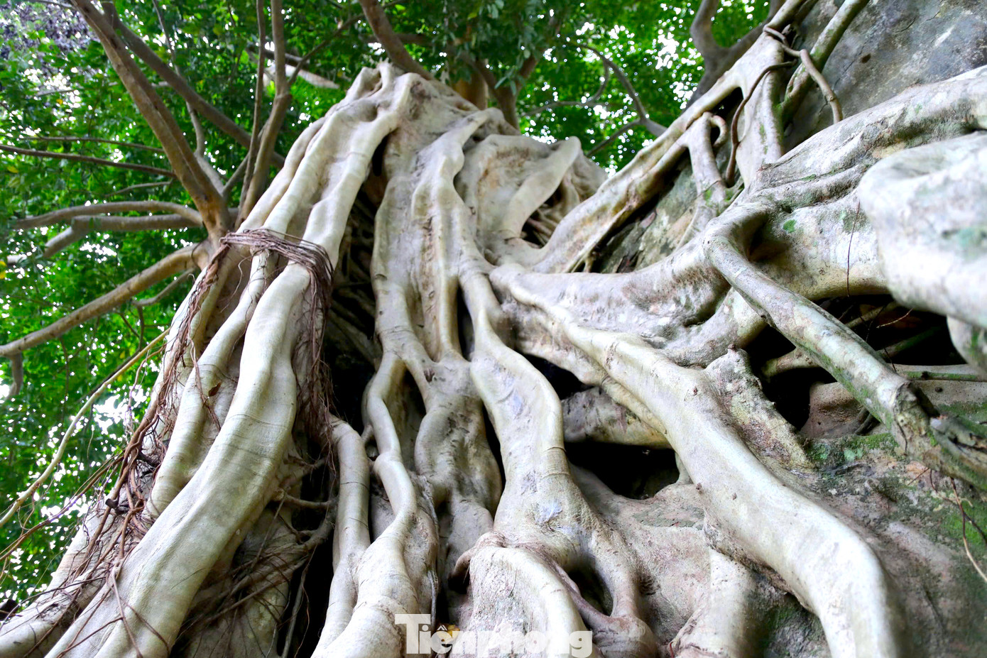 Rễ cây đa uốn lượn ôm trọn cánh cổng.