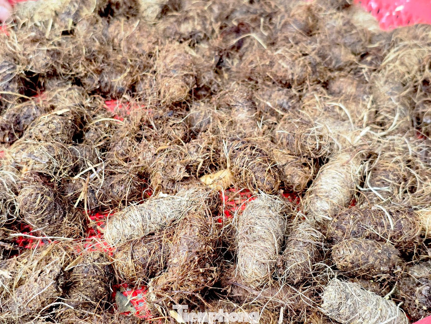 Sau 1 tuần, những cặp giống sẽ đẻ trứng, nở ra ấu trùng. Sau 24 đến 30 ngày nuôi, những con ấu trùng đuông cọ sẽ phát triển và cho thu hoạch. Sau 1 tuần, những cặp giống sẽ đẻ trứng, nở ra ấu trùng. Sau 24 đến 30 ngày nuôi, những con ấu trùng đuông cọ sẽ phát triển và cho thu hoạch.