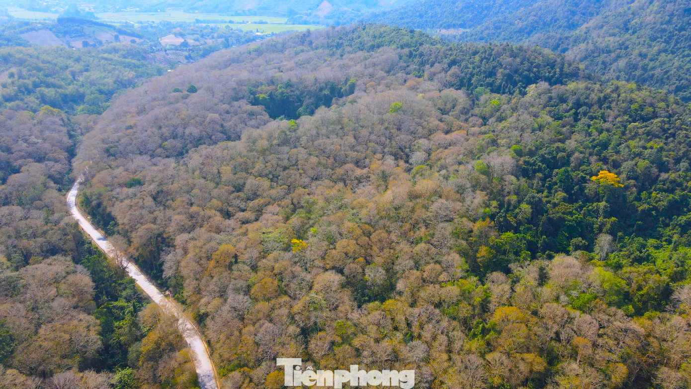 Nổi bật trong đó là khu rừng nguyên sinh với hàng vạn cây săng lẻ cổ thụ ở xã Tam Đình (huyện Tương Dương, Nghệ An). Nằm trong khu dự trữ sinh quyển thế giới miền Tây Nghệ An, rừng săng lẻ được ví như “lá phổi xanh” khổng lồ của vùng đất này. Nó không chỉ điều hòa khí hậu, giữ nước, chống xói mòn mà còn là báu vật vô giá của người dân địa phương. Nổi bật trong đó là khu rừng nguyên sinh với hàng vạn cây săng lẻ cổ thụ ở xã Tam Đình (huyện Tương Dương, Nghệ An). Nằm trong khu dự trữ sinh quyển thế giới miền Tây Nghệ An, rừng săng lẻ được ví như “lá phổi xanh” khổng lồ của vùng đất này. Nó không chỉ điều hòa khí hậu, giữ nước, chống xói mòn mà còn là báu vật vô giá của người dân địa phương.