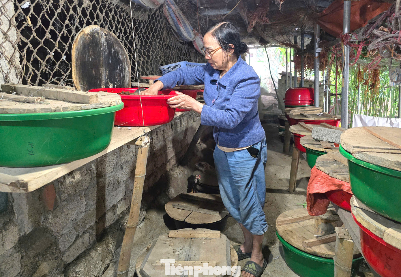 Đều đặn mỗi sáng, bà Lô Thị Cương (SN 1960, trú xã Châu Kim, huyện Quế Phong, Nghệ An) lại cẩn thận mở từng chiếc chậu nhựa kiểm tra ổ đuông cọ đang nuôi phía sau nhà. Phần để cho đuông cọ ăn, phần để kiểm tra sự phát triển của ấu trùng đuông cọ nhằm kịp thời điều chỉnh lượng thức ăn, cách chăm sóc. Bà Cương cho hay, nghề nuôi đuông cọ đến với bà rất tình cờ. Giữa năm 2024, qua câu chuyện của người bạn, bà Cương biết được việc nuôi đuông cọ dễ và cho thu nhập tốt nên đã tìm hiểu về nuôi. “Lúc còn dạy học thì không có thời gian. Giờ về hưu rồi nhàn rỗi nên tìm việc làm. Sau khi đến xem mô hình của họ, tôi tìm hiểu thêm cách nuôi, cách chăm sóc từ nhiều nơi rồi về chế ra các chậu để nuôi”, bà Cương nói. Đều đặn mỗi sáng, bà Lô Thị Cương (SN 1960, trú xã Châu Kim, huyện Quế Phong, Nghệ An) lại cẩn thận mở từng chiếc chậu nhựa kiểm tra ổ đuông cọ đang nuôi phía sau nhà. Phần để cho đuông cọ ăn, phần để kiểm tra sự phát triển của ấu trùng đuông cọ nhằm kịp thời điều chỉnh lượng thức ăn, cách chăm sóc. Bà Cương cho hay, nghề nuôi đuông cọ đến với bà rất tình cờ. Giữa năm 2024, qua câu chuyện của người bạn, bà Cương biết được việc nuôi đuông cọ dễ và cho thu nhập tốt nên đã tìm hiểu về nuôi. “Lúc còn dạy học thì không có thời gian. Giờ về hưu rồi nhàn rỗi nên tìm việc làm. Sau khi đến xem mô hình của họ, tôi tìm hiểu thêm cách nuôi, cách chăm sóc từ nhiều nơi rồi về chế ra các chậu để nuôi”, bà Cương nói.