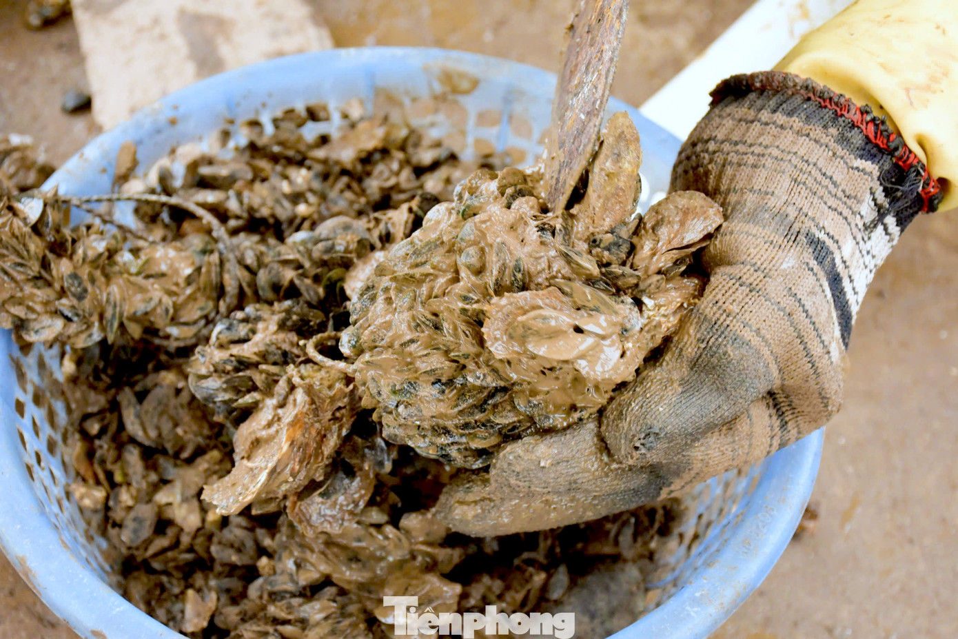 Vẹm đen ít thịt nhưng lại là loài thức ăn giàu dinh dưỡng cho tôm hùm, cua.