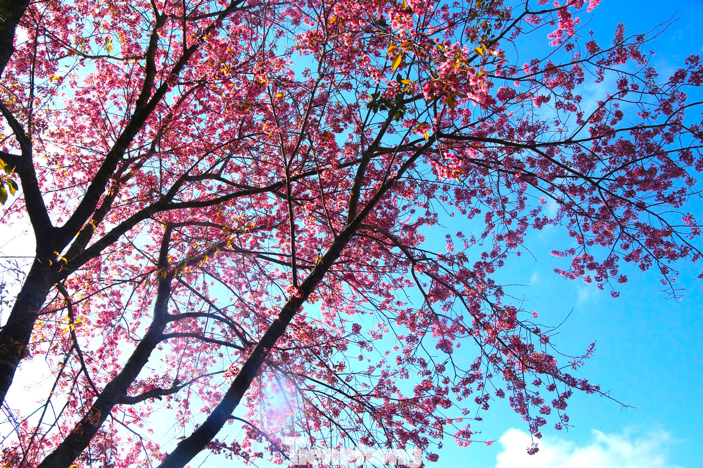 Những cây anh đào đồng loạt bung nở, khoe sắc báo hiệu một mùa xuân mới đang về ở huyện biên giới xứ Nghệ.