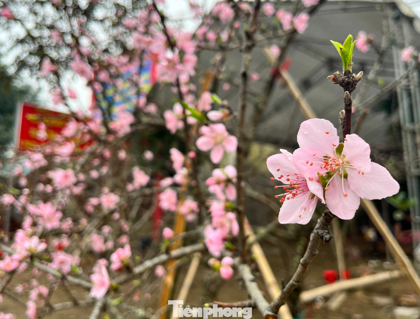 Tuy nhiên khi nở, hoa của loại đào này rất đẹp với bông hoa to.