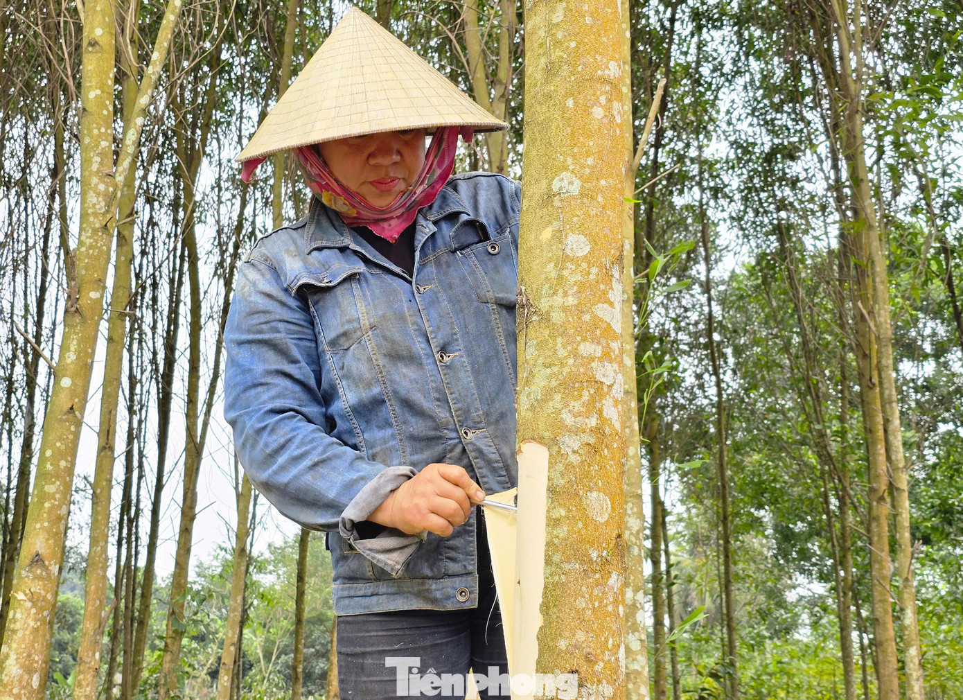 Để thuận tiện cho việc thu hoạch, những người làm thuê sẽ bóc vỏ khi cây chưa được chặt xuống.