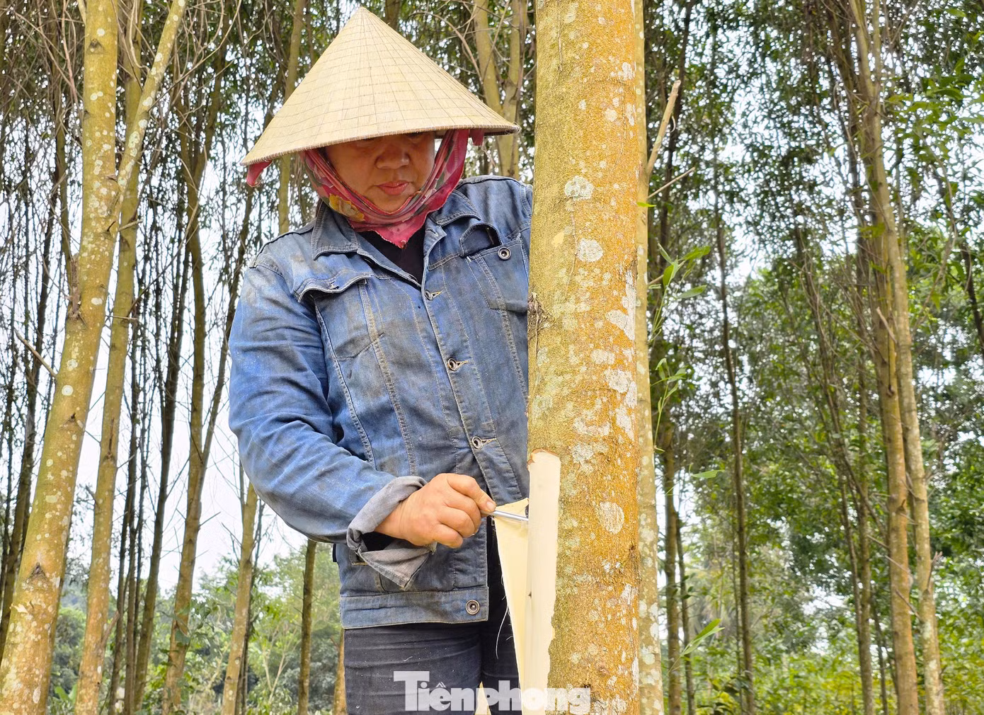 Để thuận tiện cho việc thu hoạch, những người làm thuê sẽ bóc vỏ khi cây chưa được chặt xuống.