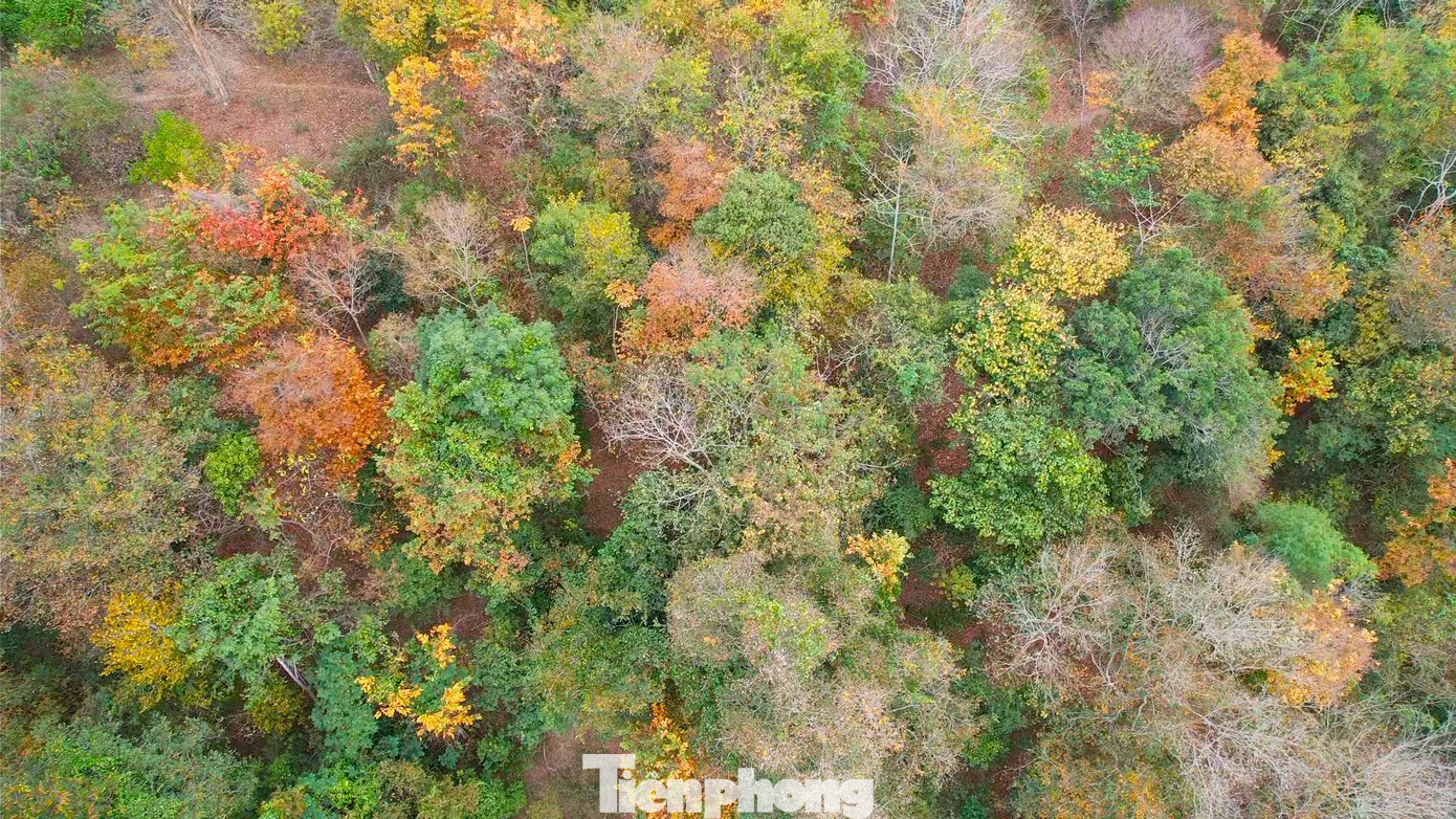 Vào mùa này, những khu rừng cây săng lẻ đổi màu. Những tán lá từ màu xanh chuyển sang màu vàng ươm, rồi chuyển sang màu vàng ánh đỏ trước khi rụng xuống tạo nên vẻ đẹp độc đáo.