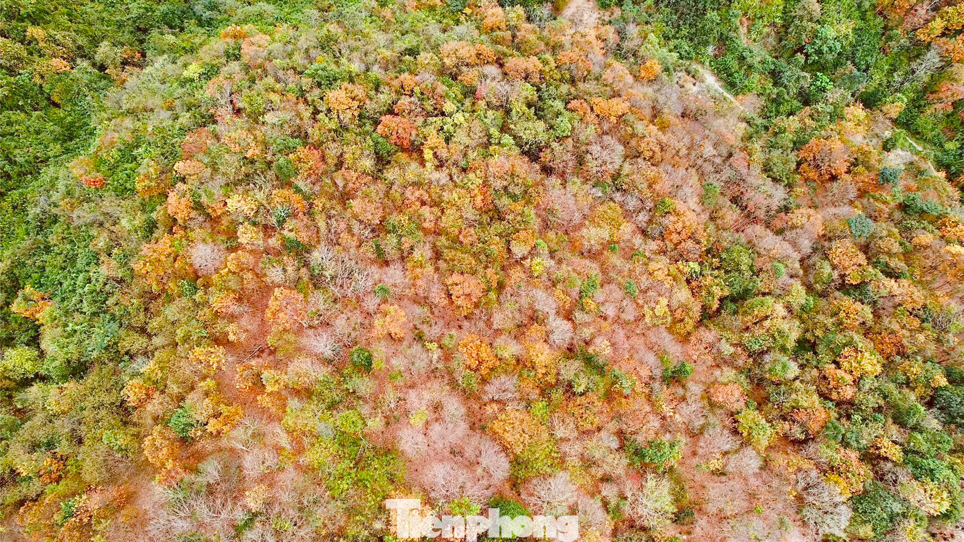 Khi mùa Xuân đến cũng là lúc cánh rừng săng lẻ ở huyện Tương Dương bước vào mùa thay lá tạo nên khung cảnh đẹp hoang sơ.