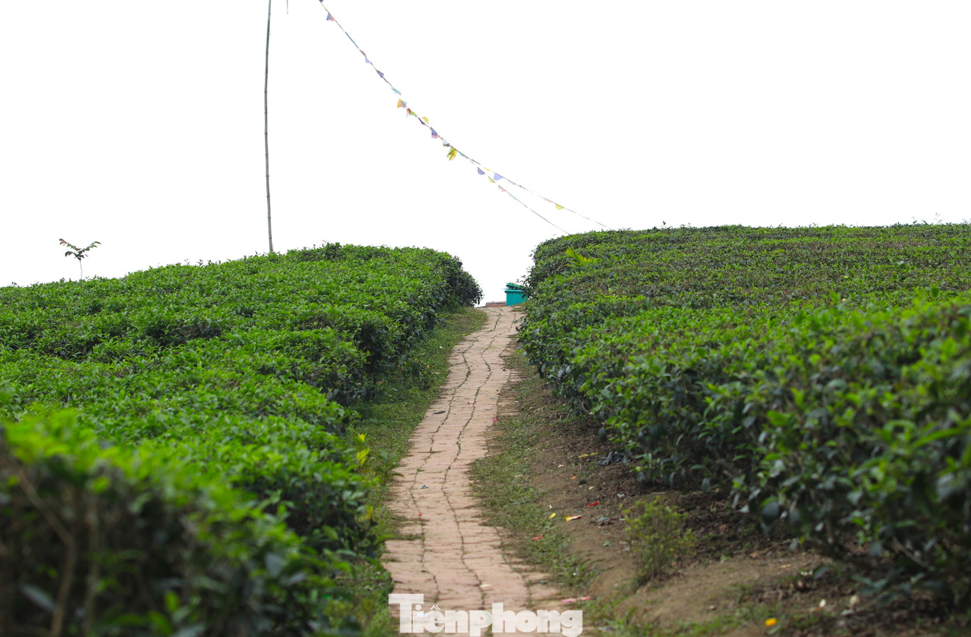 Những luống chè được trồng theo vòm trúc, soi bóng xuống mặt hồ rộng lớn tạo nên một khung cảnh yên bình, thơ mộng. Tại “thiên đường sống ảo” này, du khách có thể tận hưởng cảm giác thoải mái và ghi lại những khoảnh khắc khó quên.