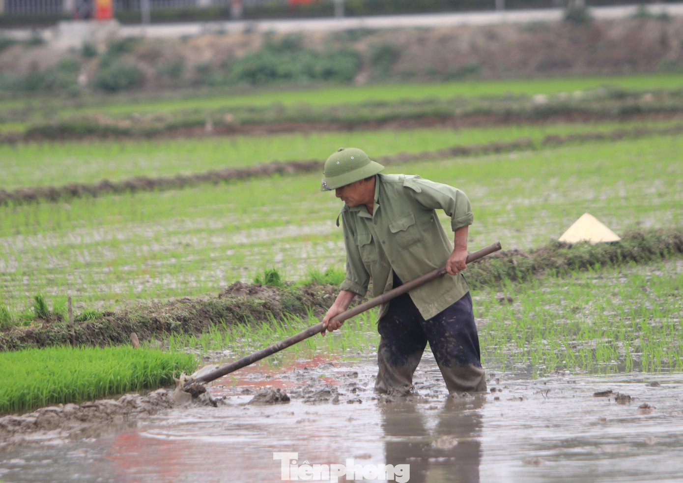 “Cấy lúa vụ Xuân diễn ra khá nhanh, cả làng cả xã họ cấy nên mình phải cấy theo. Vì mạ (lúa non) đã tốt, nếu mình không cấy thì không kịp cho lúa phát triển. Gia đình tôi làm 6 sào, nhà chỉ có 2 vợ chồng nên phải thuê thợ về cấy”, ông Trần Văn Luân (trú xã Quỳnh Đôi, Quỳnh Lưu, Nghệ An) nói.