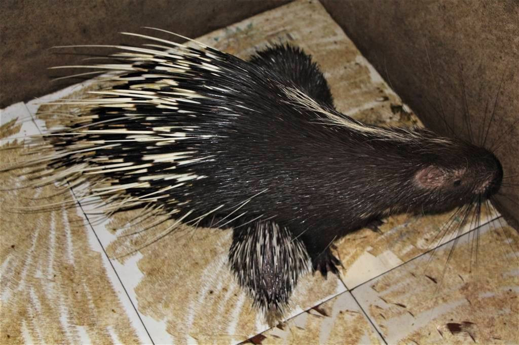 Những con nhím tuy gai nhọn nhưng dễ chăm sóc, chi phí nuôi thấp. Những con nhím tuy gai nhọn nhưng dễ chăm sóc, chi phí nuôi thấp.