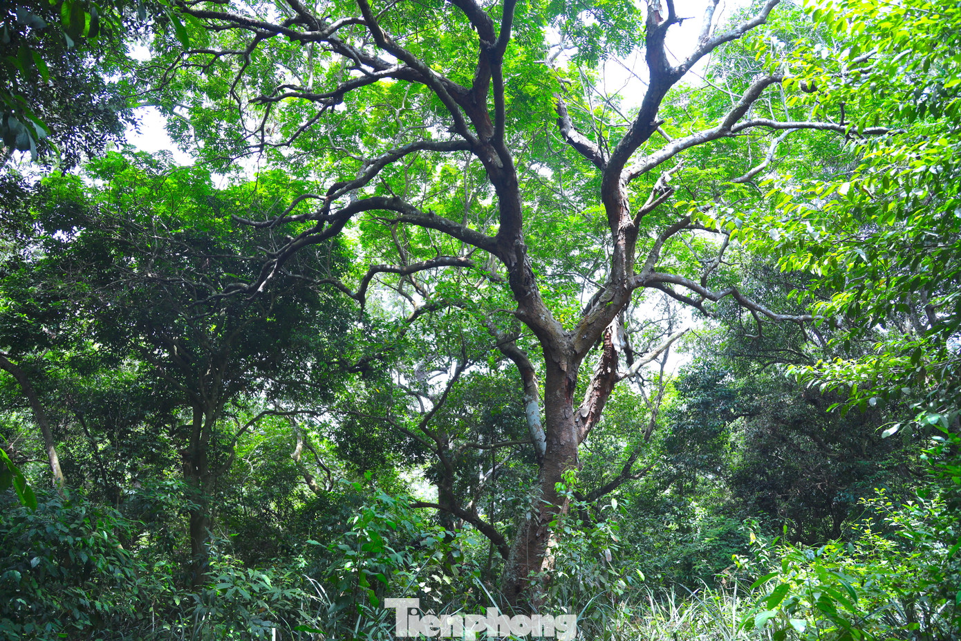 Nguồn kinh phí từ ERPA đã góp phần khuyến khích người dân tích cực tham gia bảo vệ rừng, giảm thiểu các vụ vi phạm lâm luật. Nguồn kinh phí từ ERPA đã góp phần khuyến khích người dân tích cực tham gia bảo vệ rừng, giảm thiểu các vụ vi phạm lâm luật.