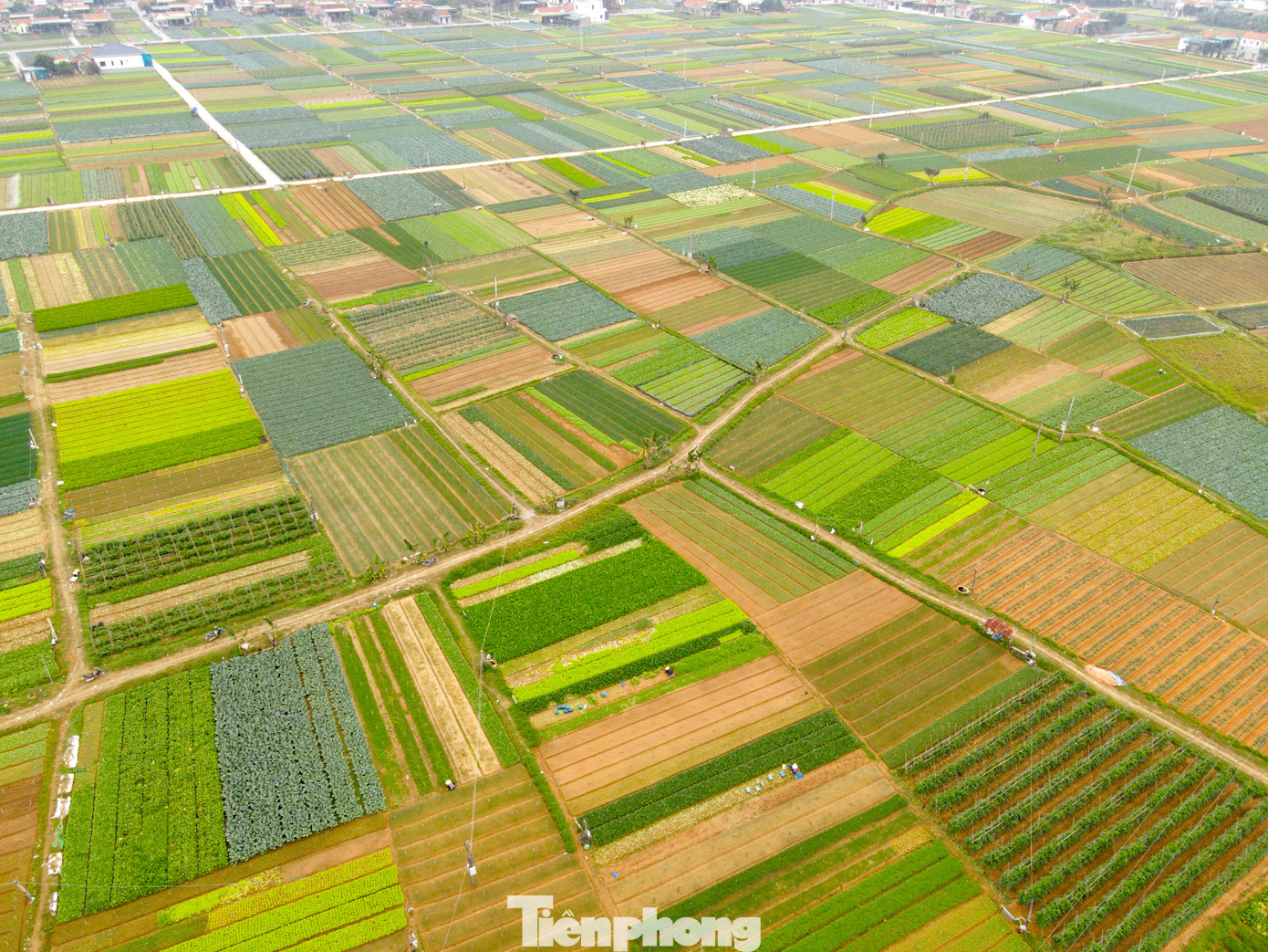 Xã Minh Lương (gộp từ xã Quỳnh Lương và Quỳnh Minh, huyện Quỳnh Lưu, Nghệ An) được xem là vựa rau lớn nhất của tỉnh. Toàn xã hiện có hơn 2.850 hộ dân trồng gần 400ha rau màu. Đây được xem là nguồn thu nhập chính giúp người dân trên địa bàn xã vươn lên phát triển kinh tế.