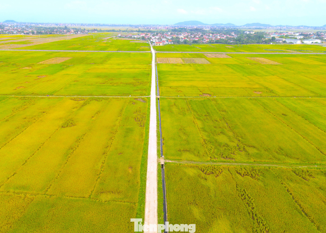 Những cánh đồng bắt đầu được phủ lên một màu vàng rực của lúa chín.