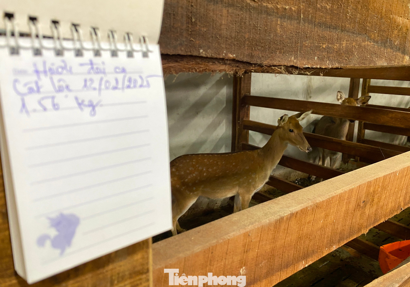 Trên mỗi chuồng, anh Thắng đều ghi chép đầy đủ thông tin của con hươu, nai đang nuôi từ nguồn gốc, ngày bắt đầu nuôi đến ngày cắt nhung. Theo anh Thắng, việc ghi chép sẽ giúp anh chăm sóc tốt hơn đàn hươu của mình.