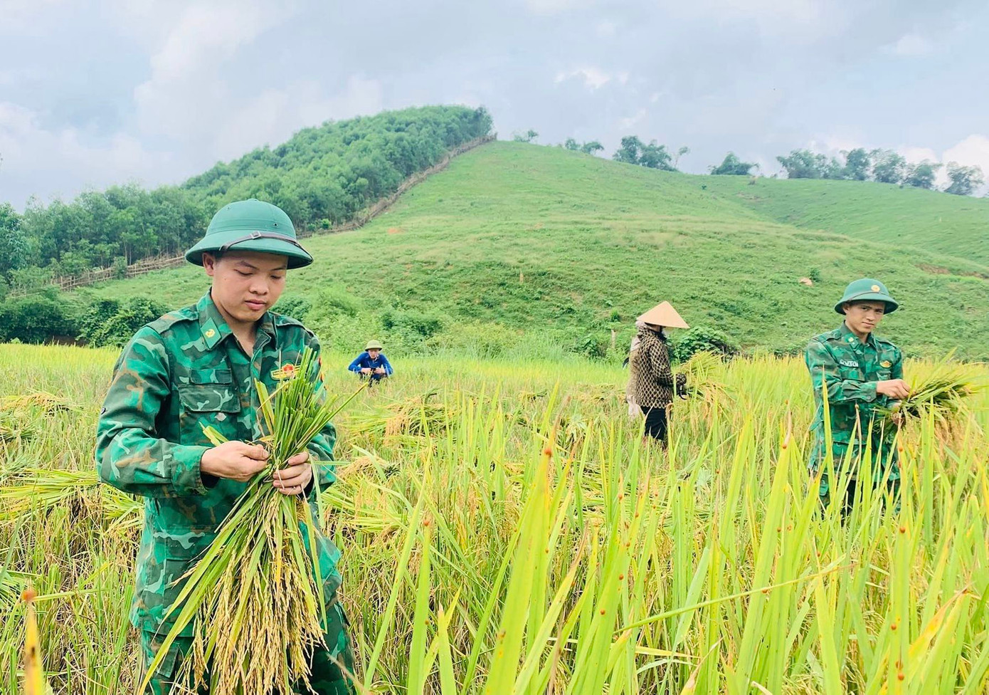 Vừa gặt lúa, các đoàn viên vừa buộc thành từng bó nhỏ để dễ vận chuyển.