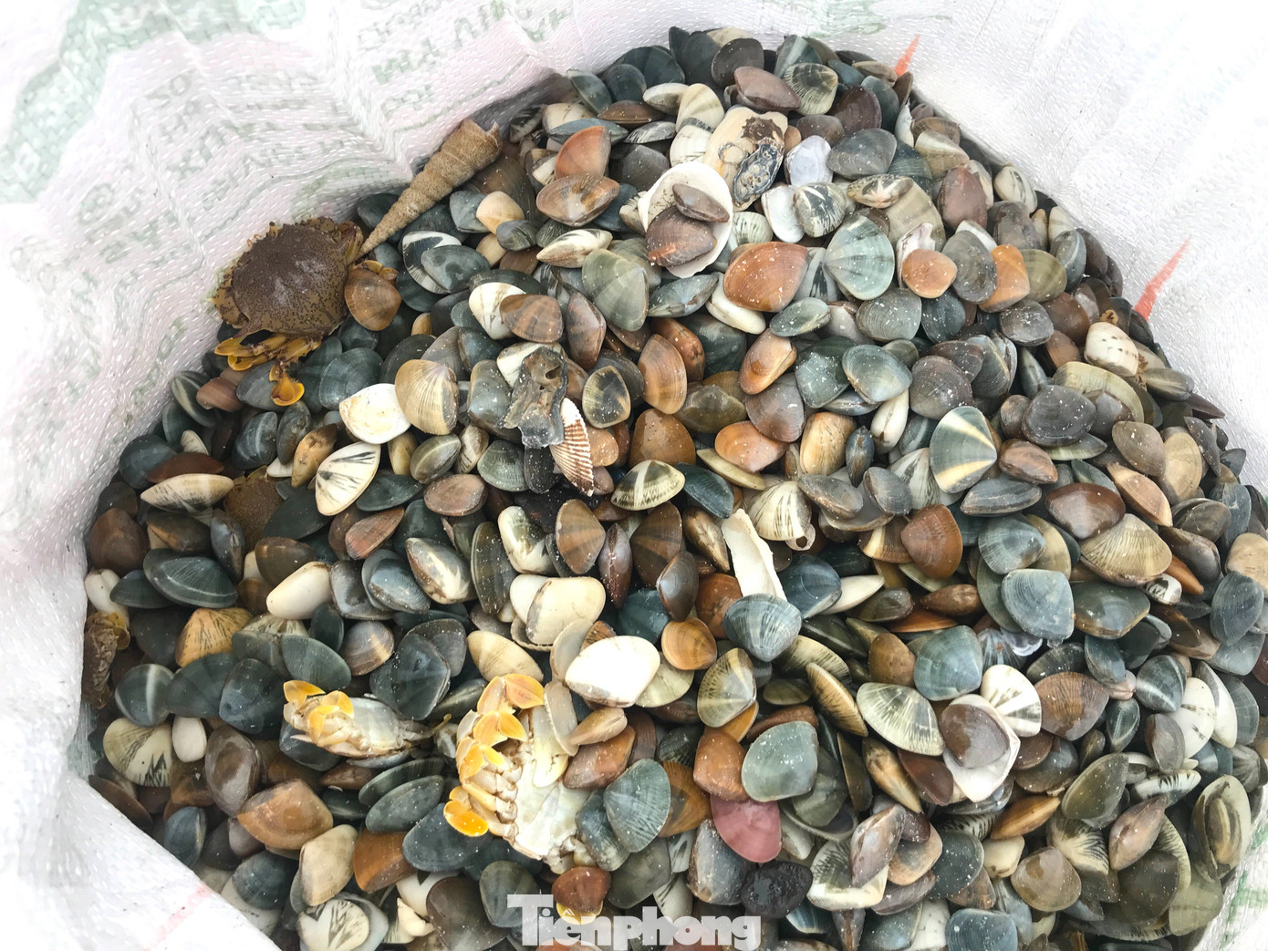 Những bao tải chứa đầy con chem chép được ngư dân tập kết sẵn chờ bốc lên xe cho các thương lái. Những bao tải chứa đầy con chem chép được ngư dân tập kết sẵn chờ bốc lên xe cho các thương lái.