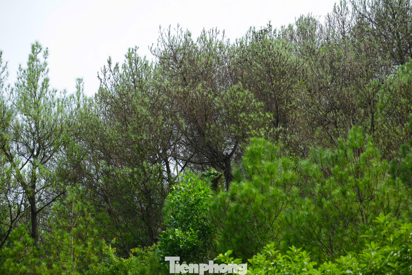 Sâu róm đang tiếp tục tấn công và lan rộng ra những cây xanh xung quanh.