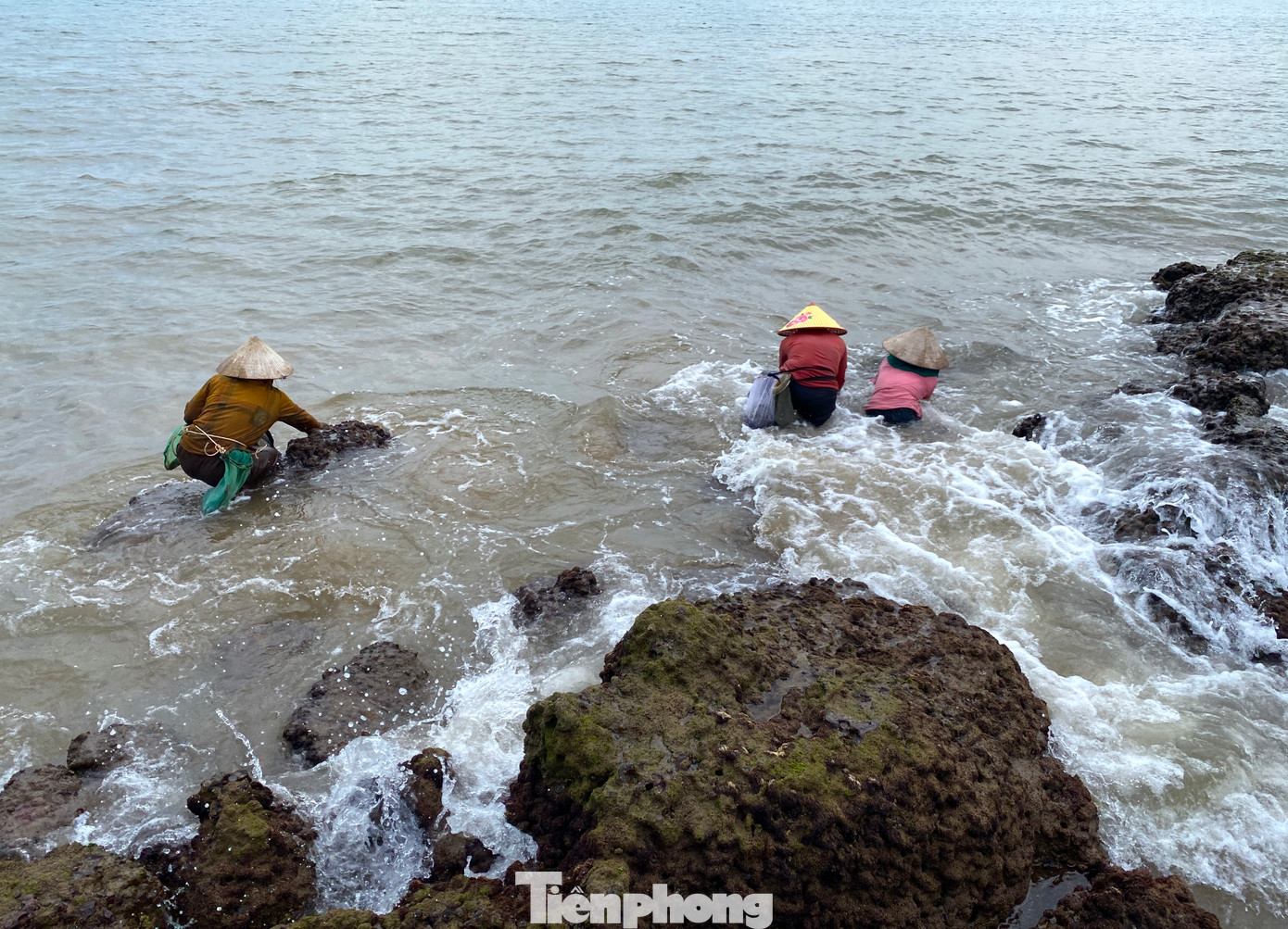 Những bãi đá trơn trượt, sóng lớn luôn khiến những người đi thu hoạch rau rong liêu xiêu. Những bãi đá trơn trượt, sóng lớn luôn khiến những người đi thu hoạch rau rong liêu xiêu.