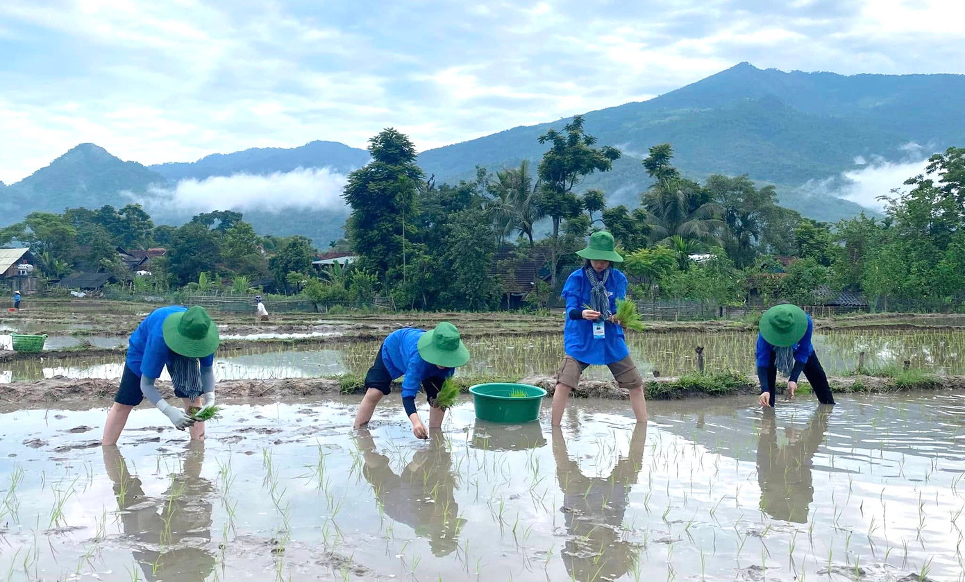 Hoạt động tình nguyện cấy lúa không đơn thuần chỉ giúp người dân “kịp mùa vụ”, mà còn góp phần lan tỏa những giá trị nhân văn sâu sắc: Sự sẻ chia, tinh thần trách nhiệm và lòng nhân ái. Nó cũng là dịp để thế hệ trẻ được trải nghiệm, rèn luyện và trưởng thành hơn giữa cuộc sống đời thường.