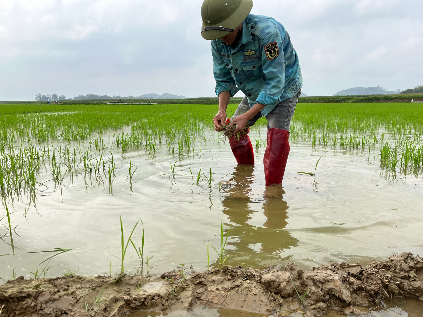 Sau khi mua mạ về, người dân lại tranh thủ mang ra ruộng để dặm cho kịp. Anh Nguyễn Phùng Đăng (trú xã Xuân Tường, huyện Thanh Chương) cho biết, năm nay nhiều người phải bỏ ra một khoản tiền lớn để mua mạ về dặm cho ruộng. Ngoài nạn ốc bươu vàng, nhiều ruộng của người dân cũng bị ảnh hưởng bởi thời tiết thất thường.