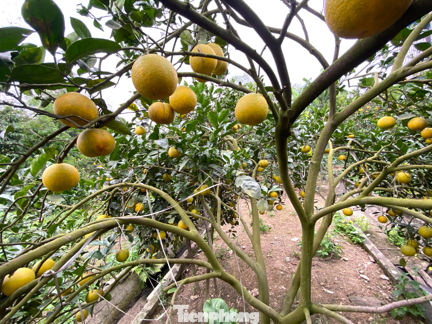 Trong thời gian ngắn, vườn cam của ông Thọ đã rụng gần một nửa. "Hiện trong vườn vẫn còn hơn 4.000 quả. Tuy nhiên từ nay đến tết, cam sẽ tiếp tục rụng và dự đoán sẽ còn khoảng hơn 2.000 quả", ông Thọ nói.