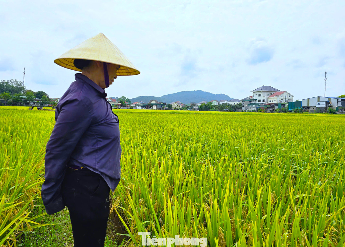 Bà Liệu cho biết, năm nay gia đình bà cấy 3 sào lúa. Từ giai đoạn gieo cấy đến thời điểm chuẩn bị trổ bông, cây lúa đều phát triển tốt, cây khỏe mạnh và rất ít sâu bệnh. Tuy nhiên, khi trổ bông, cây lúa bắt đầu phát triển chậm và bông trổ ra chỉ lác đác vài hạt. Lượng lớn bông lúa bị xanh và lép hạt.