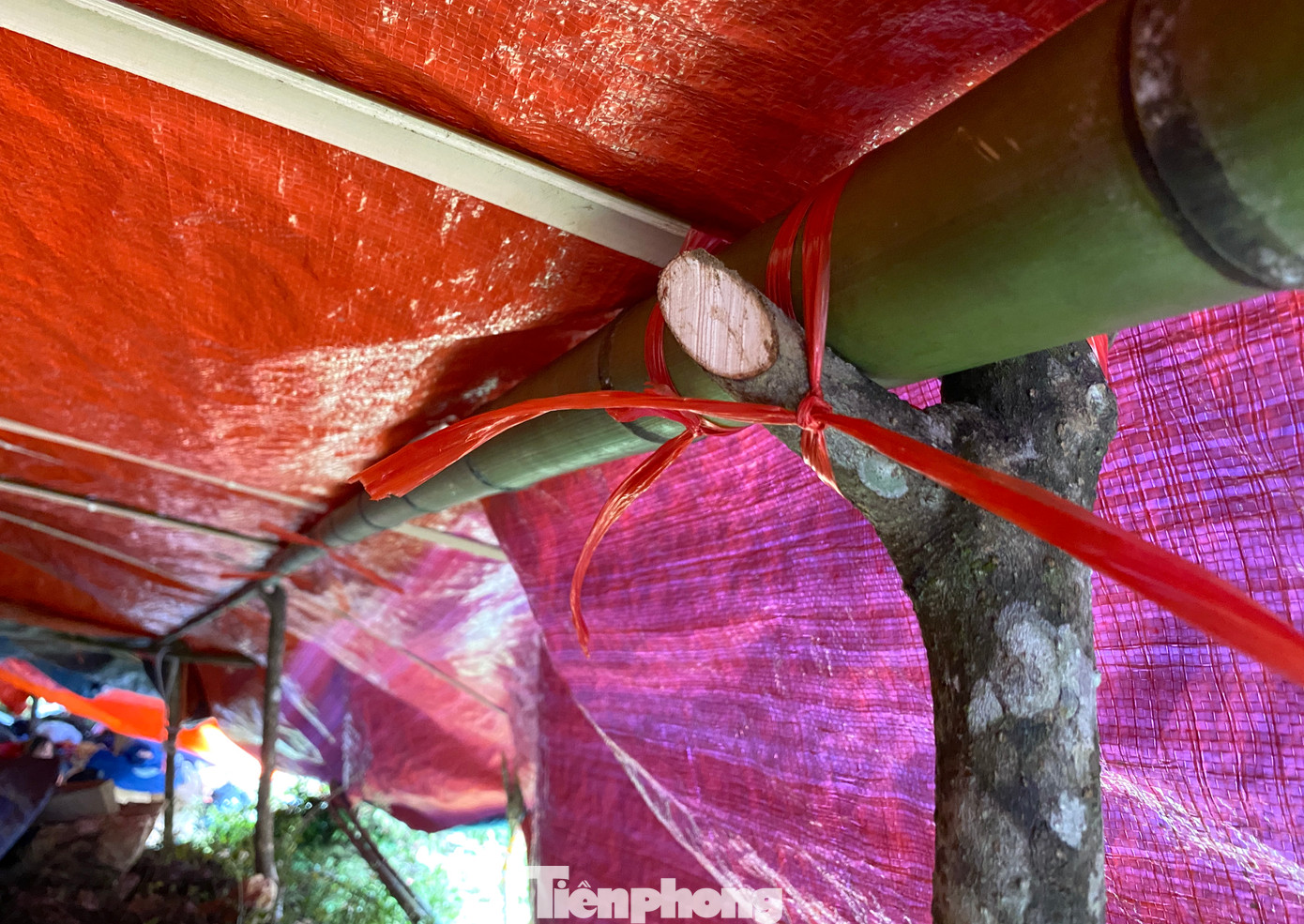 Dãy lán dựng từ tre, trúc phủ bạt, buộc tạm bằng sợi dây mỏng manh là nơi trú ngụ trong những ngày hiểm nguy của người dân xóm Lũng Luông.