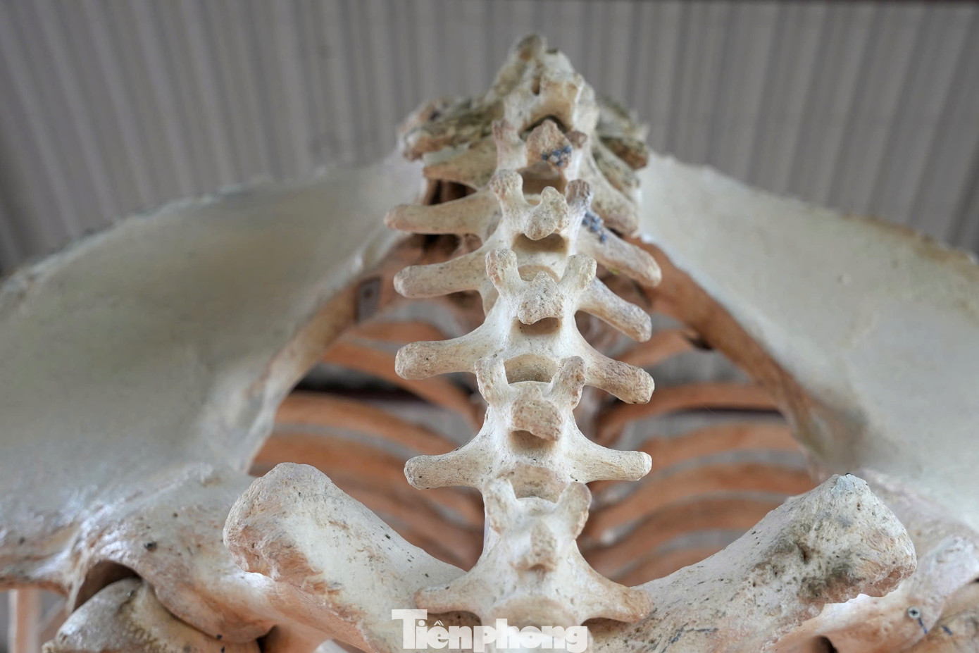 Tiêu bản xương voi này được sắp xếp lại một cách chính xác theo đúng cấu trúc từ xương sườn đến xương đuôi. Tiêu bản xương voi này được sắp xếp lại một cách chính xác theo đúng cấu trúc từ xương sườn đến xương đuôi.