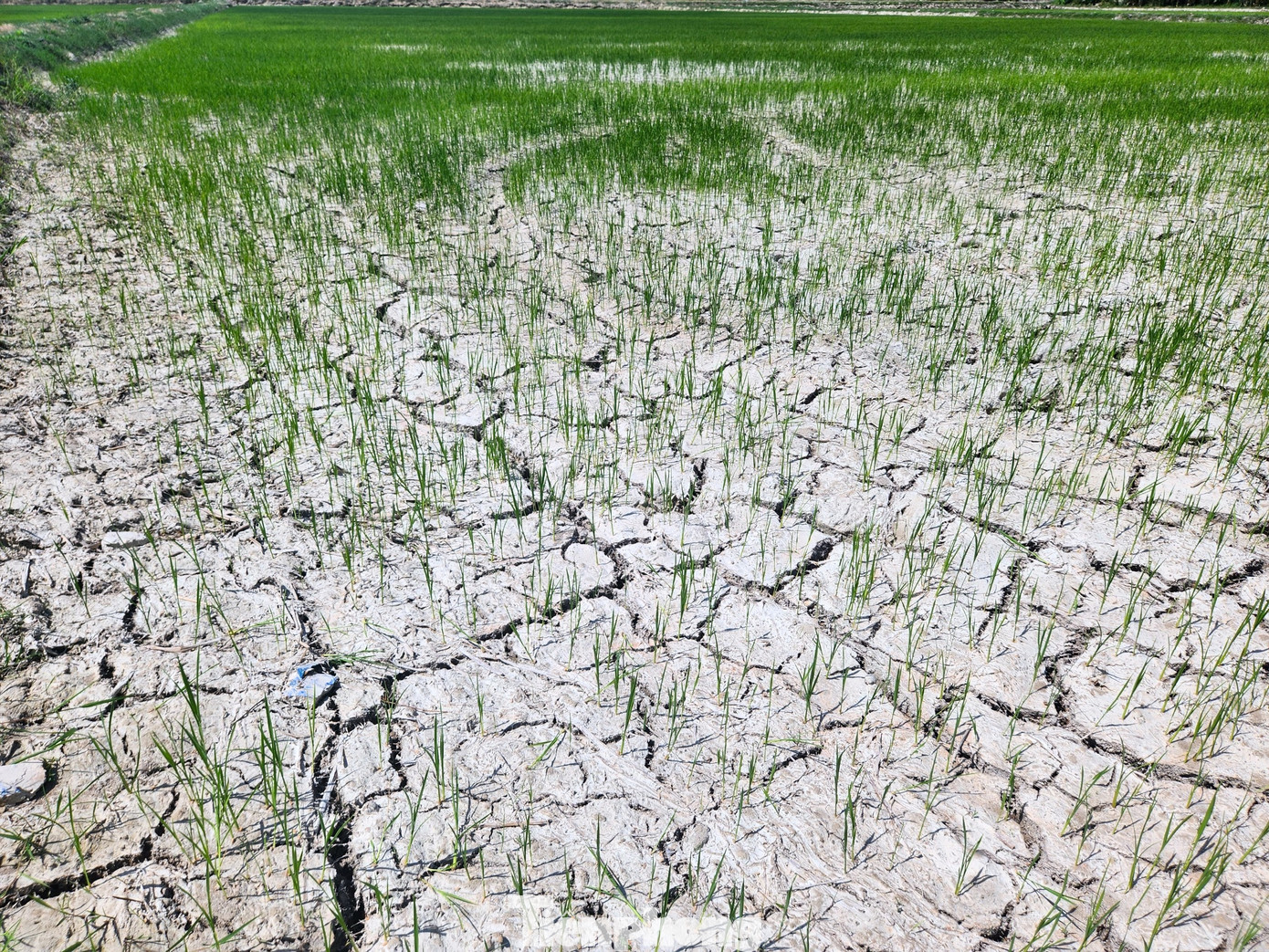 Trao đổi với PV, ông Hoàng Đức Ân - Trưởng phòng Nông nghiệp huyện Hưng Nguyên cho hay, qua thống kê cho thấy toàn huyện có khoảng 500-600 ha lúa đang bị khô hạn, thiếu nước. Tình trạng khô hạn xảy ra nhiều tại các cánh đồng của xã Hưng Tây, Hưng Đạo, Hưng Nghĩa, Hưng Thông…. Nguyên nhân của việc đồng ruộng khô hạn vì những ngày qua thời tiết ở Nghệ An nắng nóng kéo dài, một số khu vực có mực nước thấp không bơm được để tưới tiêu. Trước thực trạng trên, huyện Hưng Nguyên đã chỉ đạo các đơn vị quản lý thủy lợi, địa phương tiến hành bơm chuyền, bơm luân phiên giữa các xã để phục vụ tưới tiêu những cánh đồng hạn hán.