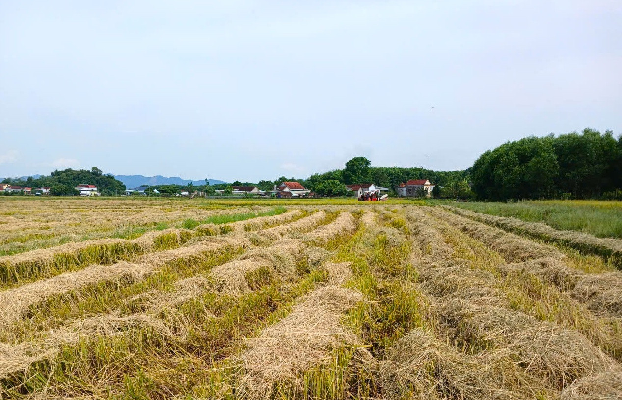 Nhiều diện tích lúa tại các huyện Hưng Nguyên, Thanh Chương, Yên Thành.... đã được người dân thu hoạch sớm. Nhiều diện tích lúa tại các huyện Hưng Nguyên, Thanh Chương, Yên Thành.... đã được người dân thu hoạch sớm.