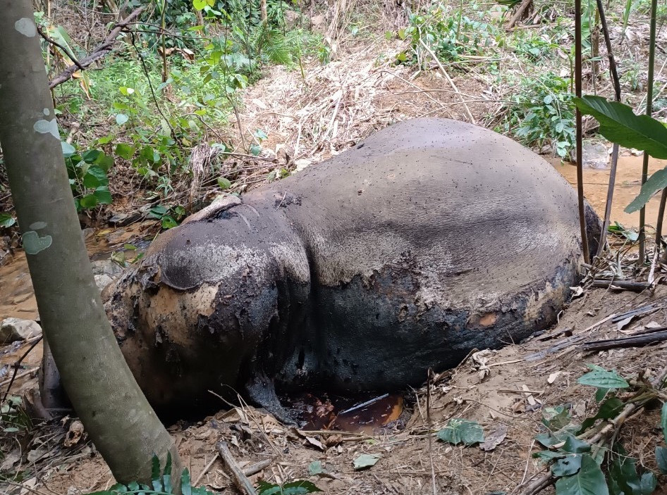 Hiện trường phát hiện con voi nằm chết trong rừng. Hiện trường phát hiện con voi nằm chết trong rừng.