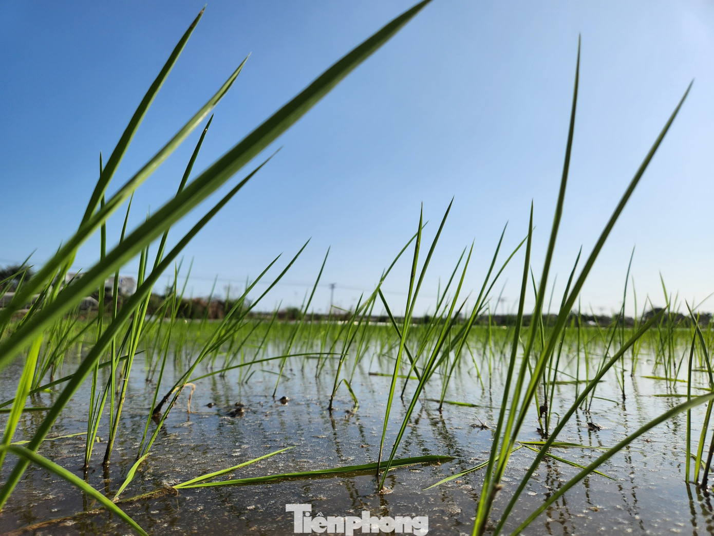 Những cây lúa được người thợ cấy không quá dày cũng không quá thưa, vừa đủ để cây lúa lớn lên và phát triển tốt.