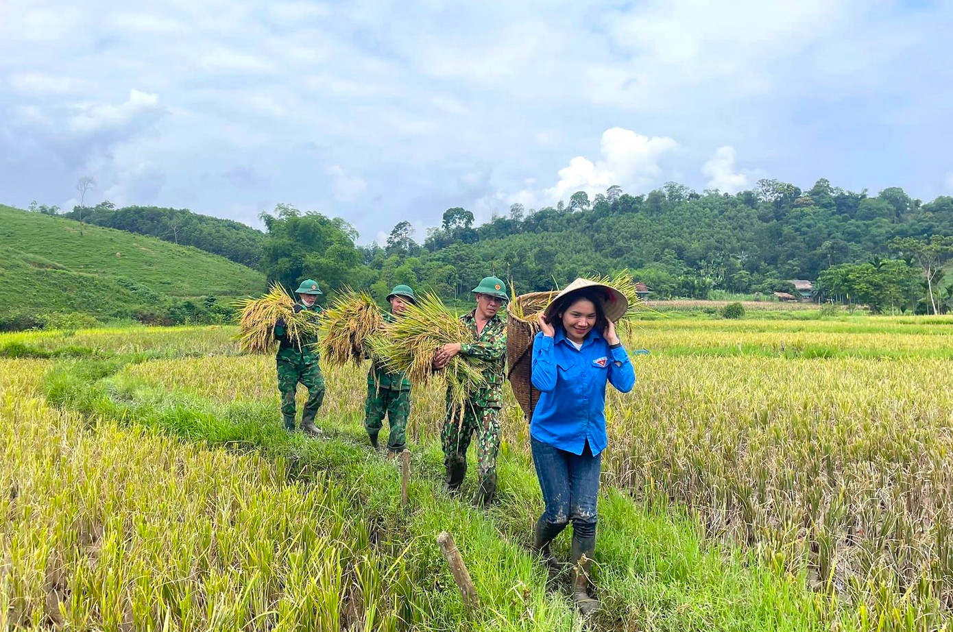Những bó lúa sau khi gặt xong được vận chuyển đến máy để tuốt lúa.