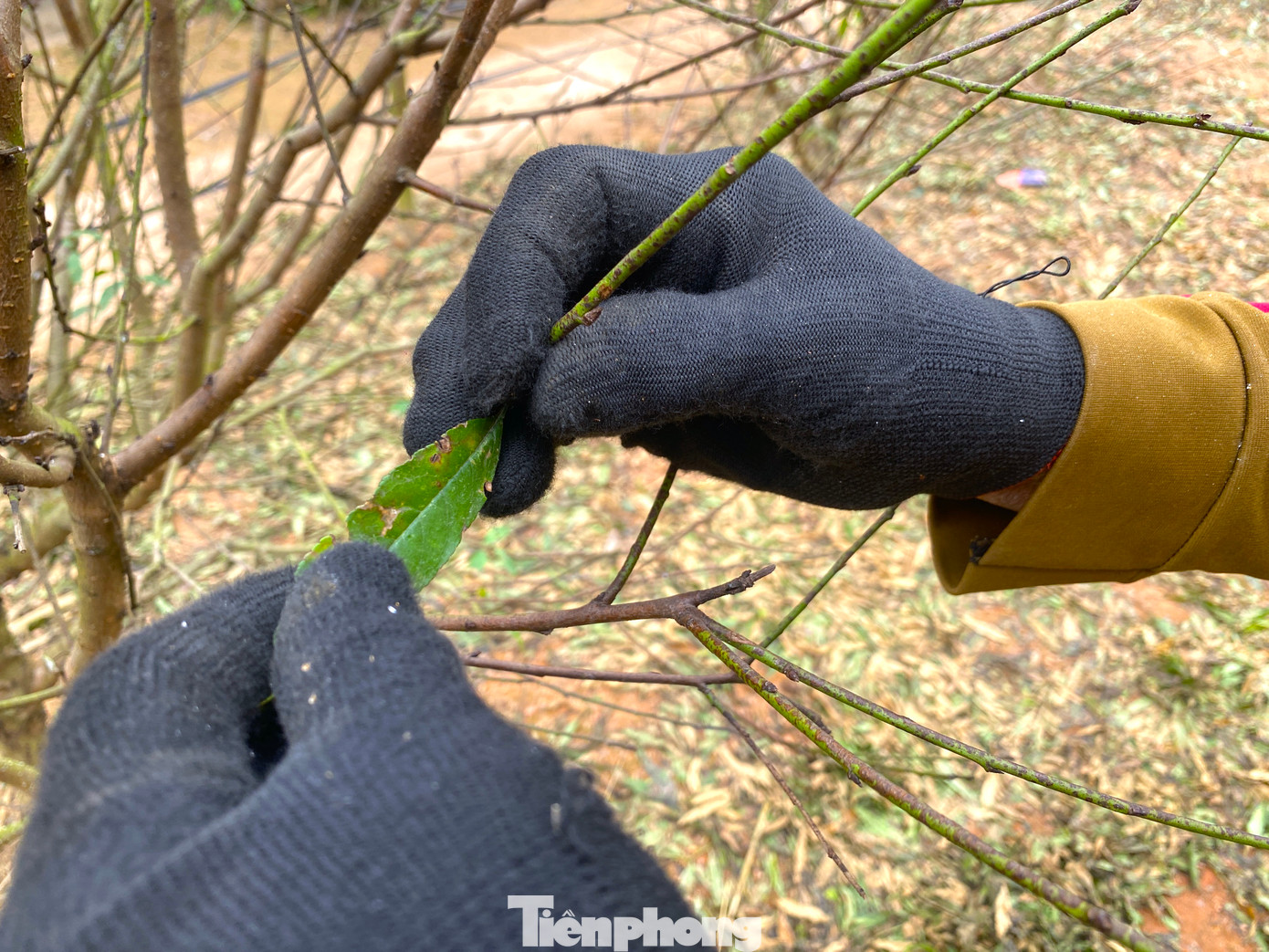 Bà Phượng cho hay, việc tuốt lá sẽ giúp cây đào ra hoa đúng thời điểm và trông gọn gàng, đẹp hơn. Tuy nhiên, người trồng phải có kinh nghiệm chọn thời điểm tuốt lá. Nếu không chuẩn, cây đào sẽ ra hoa sớm hoặc muộn hơn.
