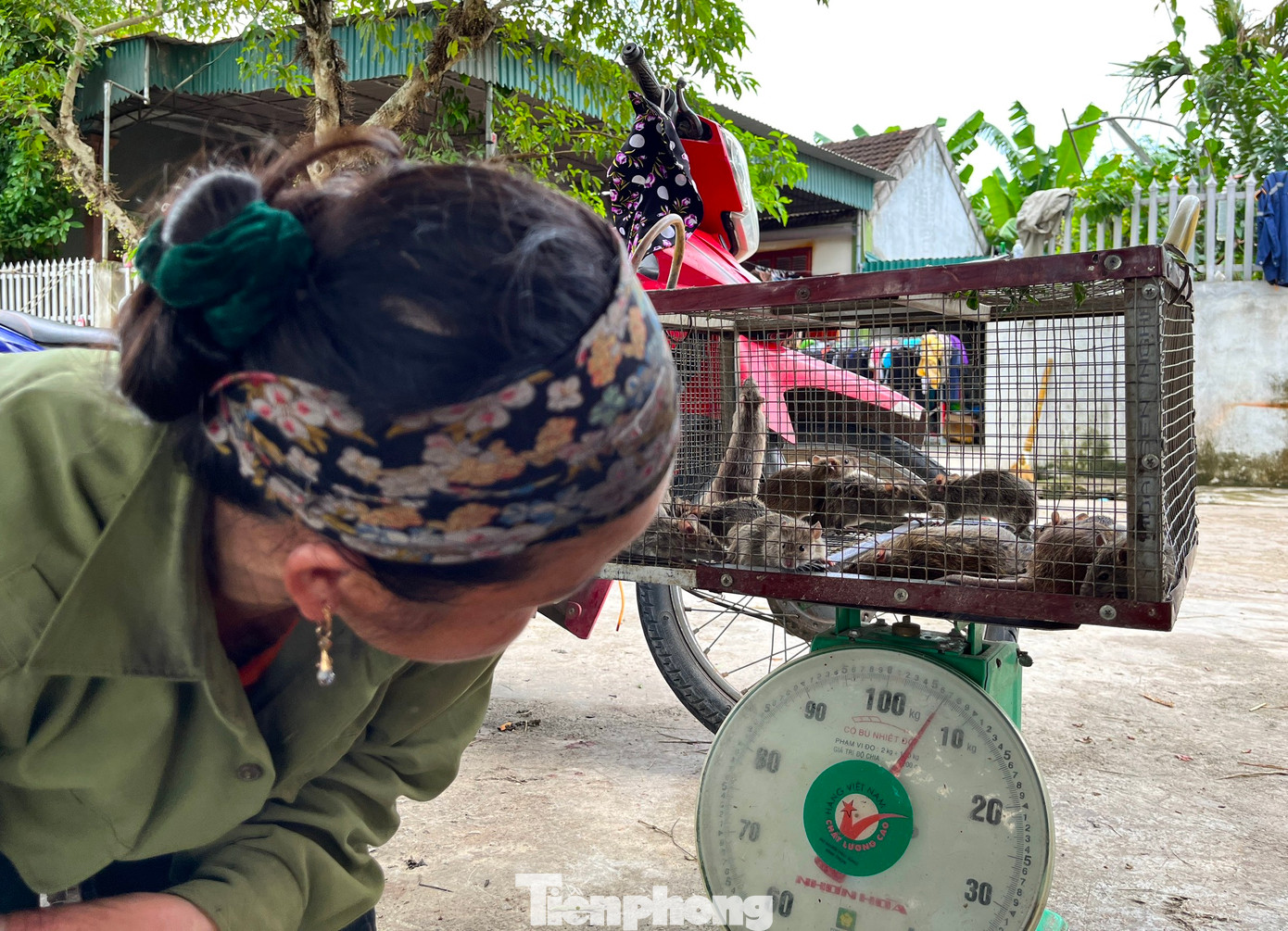 Chuột sau khi bắt xong được đưa đi bán cho các cơ sở thu mua. Một số cơ sở sẽ để chuột sống bán cho khách. Một số sẽ sơ chế sạch và bán thịt cho người mua.