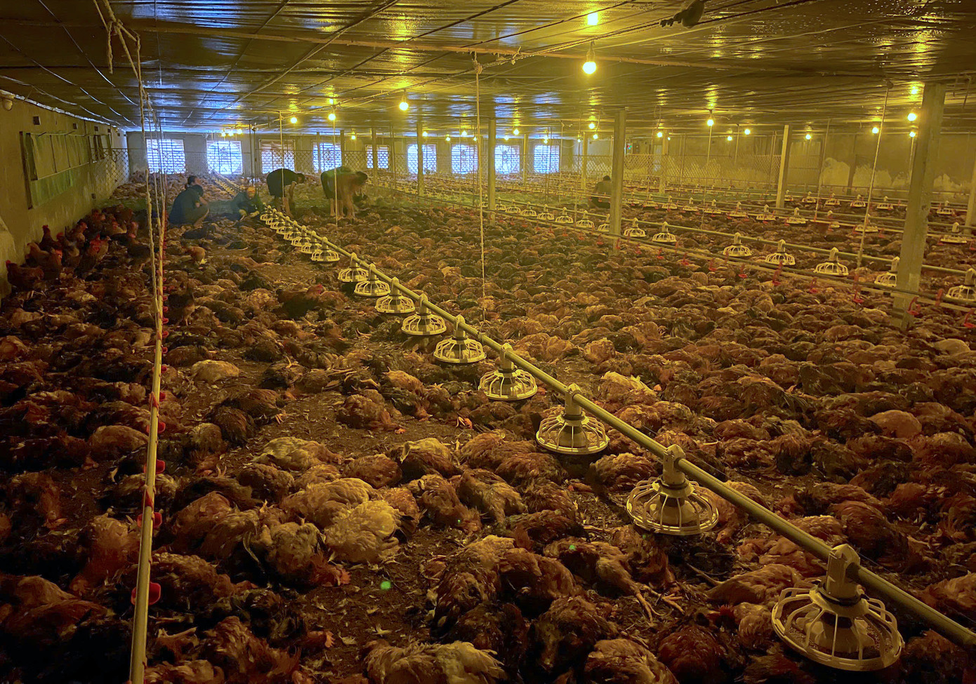 Trang trại gà của anh Huy nuôi hơn 17.000 con đã bị chết mất 9.000 con gà. Trang trại gà của anh Huy nuôi hơn 17.000 con đã bị chết mất 9.000 con gà.