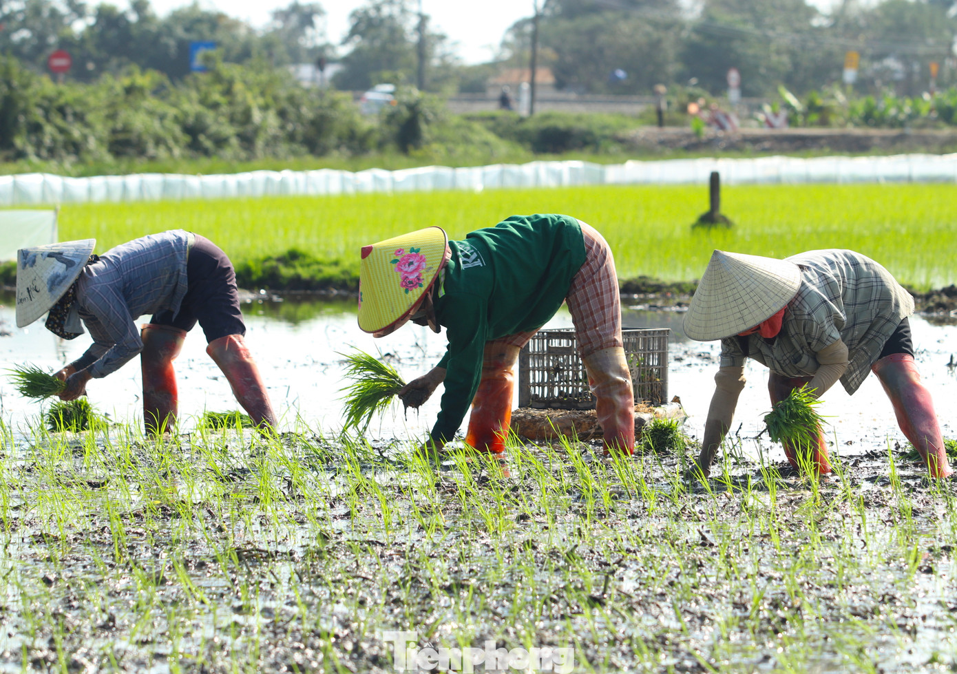 Việc cấy lúa thường chỉ kéo dài trong vài ba tuần. Trong khi đó nhiều hộ gia đình neo người nên buộc phải thuê người về cấy để kịp mùa vụ. "Cấy này mình phải theo làng, theo xã. Ruộng mọi người cấy thì mình cũng phải cấy. Nếu cấy sau thì không được, không kịp để lúa phát triển. Vậy nên gia đình phải thuê người về cấy cho kịp. Nhà tôi năm nay cấy hơn 1 mẫu, phải thuê 1 nhóm 6 người về cấy", anh Trần Văn Trường (trú xã Quỳnh Giang, Quỳnh Lưu, Nghệ An) chia sẻ.