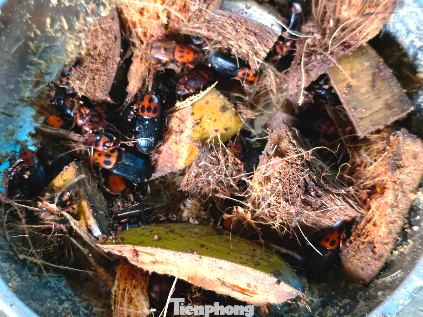 Bà Cương cho hay, đuông cọ là loại côn trùng dễ nuôi, dễ chăm sóc. Thức ăn của đuông cọ là những phụ phẩm nông nghiệp dễ kiếm như vỏ dừa, cây mía, củ sắn tươi, quả chuối xanh hoặc bột ngô, cám gạo. Trong đó vỏ quả dừa chiếm phần lớn. “Thức ăn dễ kiếm. Vỏ dừa thì tôi đi xin ở các quán bán nước. Củ sắn, quả chuối, cây mía, cám ngô, cám gạo đều có sẵn trong vùng … Công đoạn chăm sóc cũng không quá phức tạp”, bà Cương nói. Bà Cương cho hay, đuông cọ là loại côn trùng dễ nuôi, dễ chăm sóc. Thức ăn của đuông cọ là những phụ phẩm nông nghiệp dễ kiếm như vỏ dừa, cây mía, củ sắn tươi, quả chuối xanh hoặc bột ngô, cám gạo. Trong đó vỏ quả dừa chiếm phần lớn. “Thức ăn dễ kiếm. Vỏ dừa thì tôi đi xin ở các quán bán nước. Củ sắn, quả chuối, cây mía, cám ngô, cám gạo đều có sẵn trong vùng … Công đoạn chăm sóc cũng không quá phức tạp”, bà Cương nói.