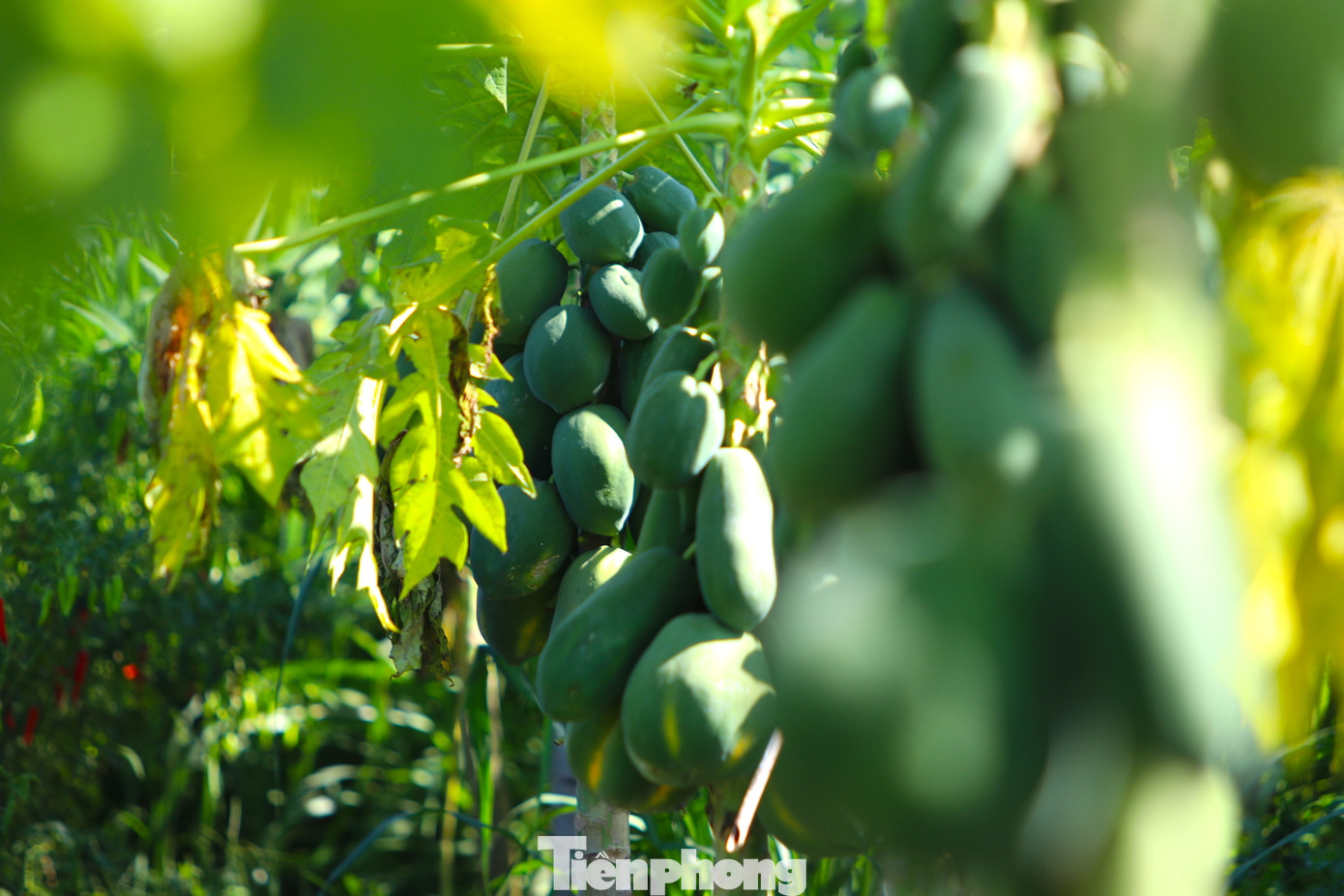 Hiện nhiều vườn cây đu đủ vẫn sai trĩu quả và đang đà chín tới.