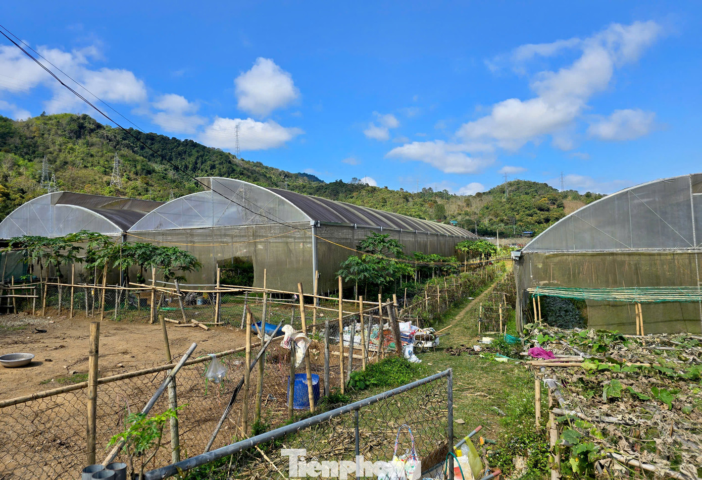 Đầu năm 2023, được chính quyền địa phương vận động vào khu nhà lưới bỏ hoang trên địa bàn để đầu tư, sản xuất nông nghiệp sạch nên chị Giang “liều mình” thử sức. “Khu này trước đây của một đơn vị đầu tư trồng dưa lưới. Nhưng vì nhiều lý do không thể triển khai nên bỏ hoang trong nhiều năm. Tôi bỏ ra hơn 100 triệu đồng sửa sang, nâng cấp lại nhà lưới, làm hệ thống tưới tiêu rồi cải tạo đất trồng”, chị Giang kể lại quá trình khởi nghiệp.
