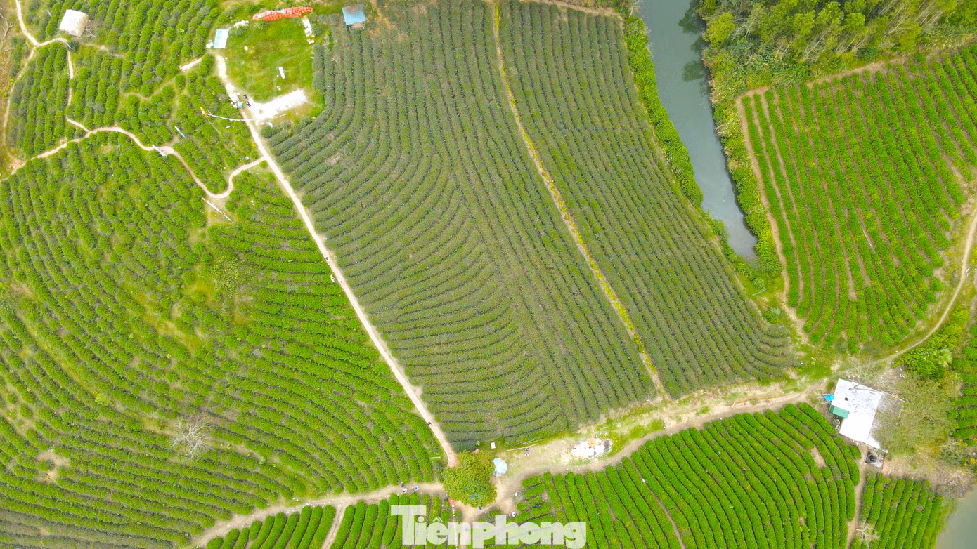 Với khung cảnh thiên nhiên hùng vĩ, đẹp tựa tranh vẽ, ốc đảo chè xanh thu hút rất nhiều khách du lịch trong nước và quốc tế đến tham quan, trải nghiệm.