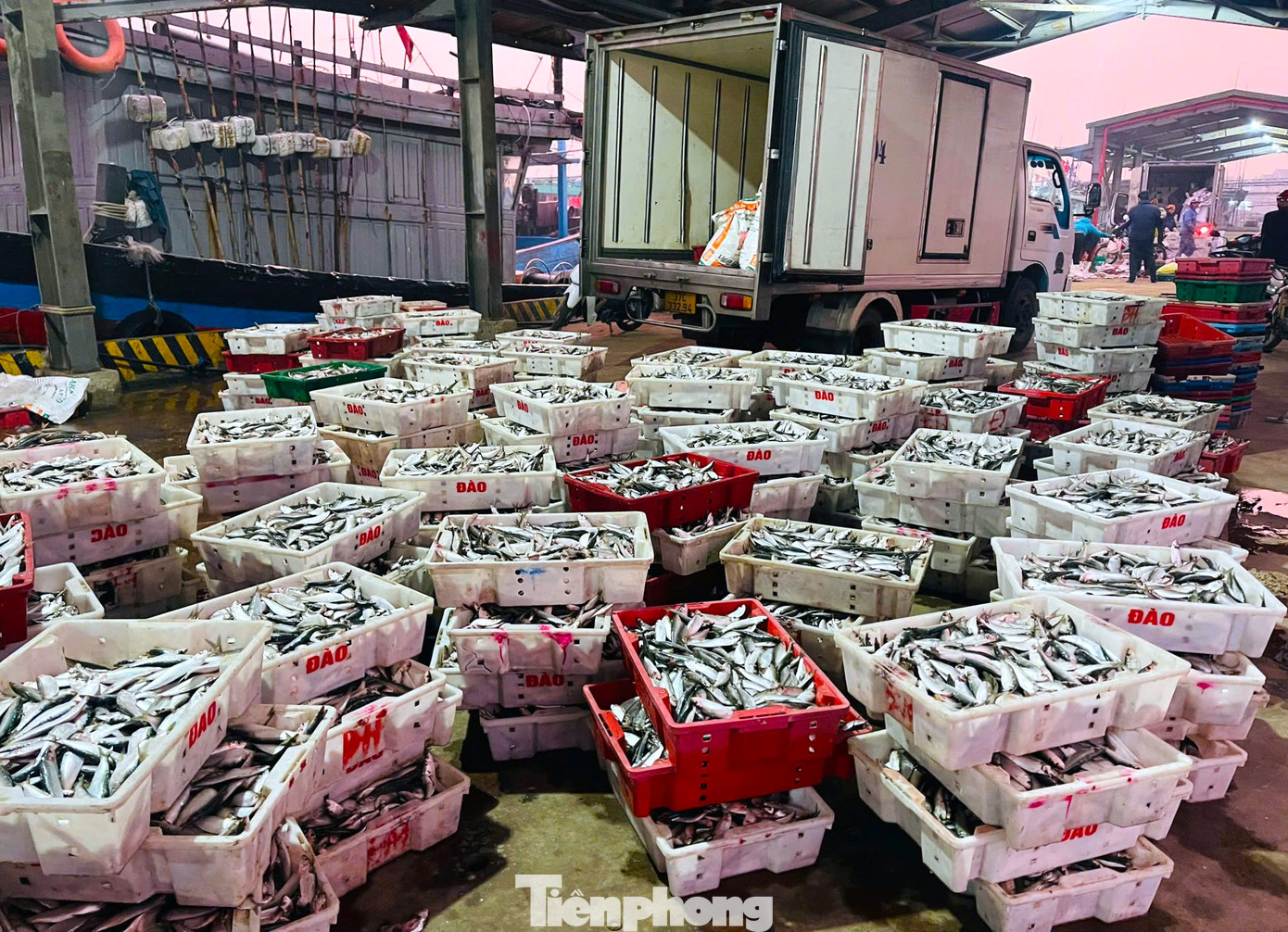 Tại bến thuyền, những chiếc xe tải đông lạnh cỡ lớn của các thương lái đã đợi sẵn để thu mua cá trích tươi. Thời điểm hiện tại, cá trích được thu mua tại bến với giá từ 13.000 đồng đến 15.000 đồng/kg, tùy theo kích cỡ. Giá cá trích đang ở mức cao giúp ngư dân có thu nhập lớn trong những chuyến biển ngày cuối năm.